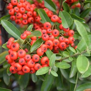 Pyracantha Dart's Red ('Interrada') 60-80 cm